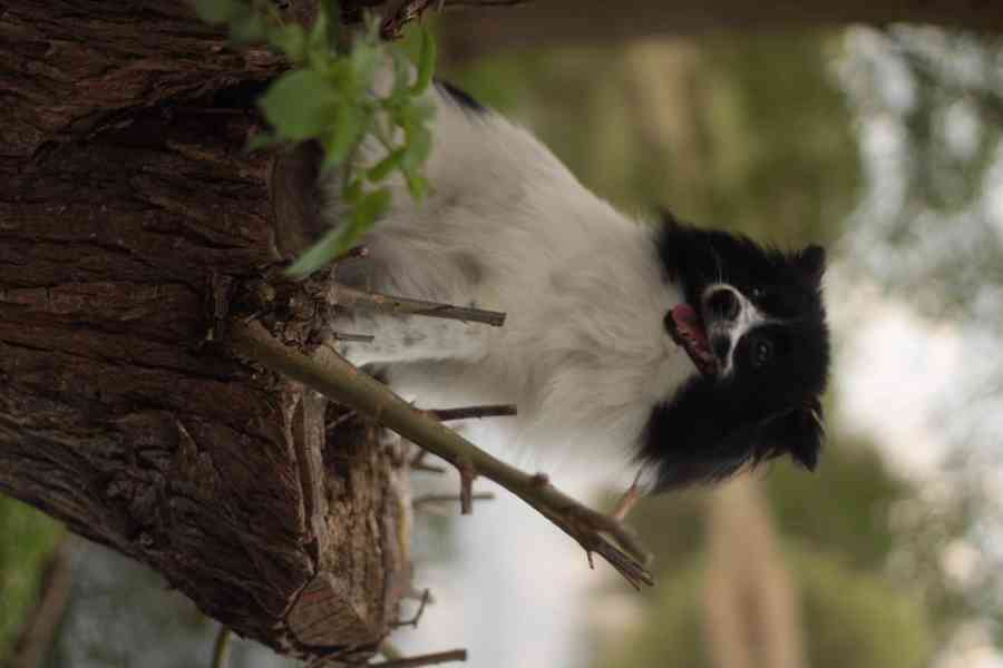 Německý špic malý s PP FCI - foto 4