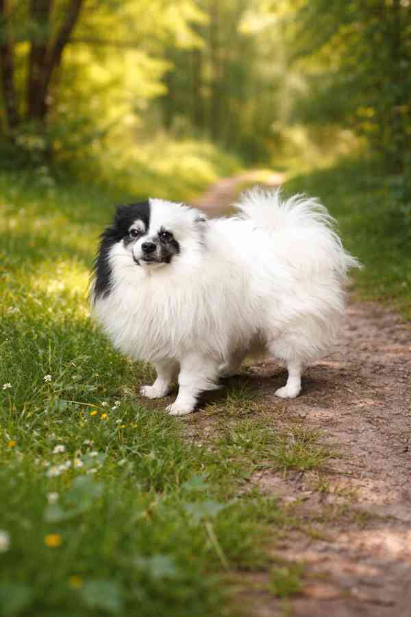 Německý špic malý s PP FCI - foto 5