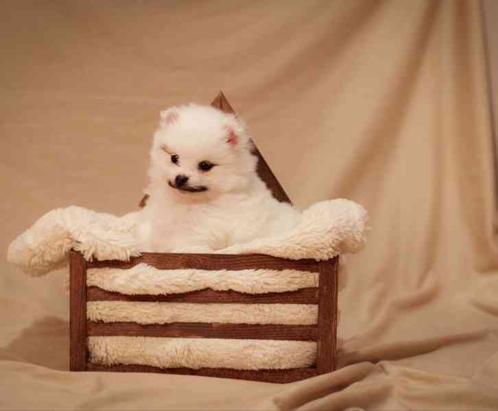 Německý špic malý s PP FCI - foto 2