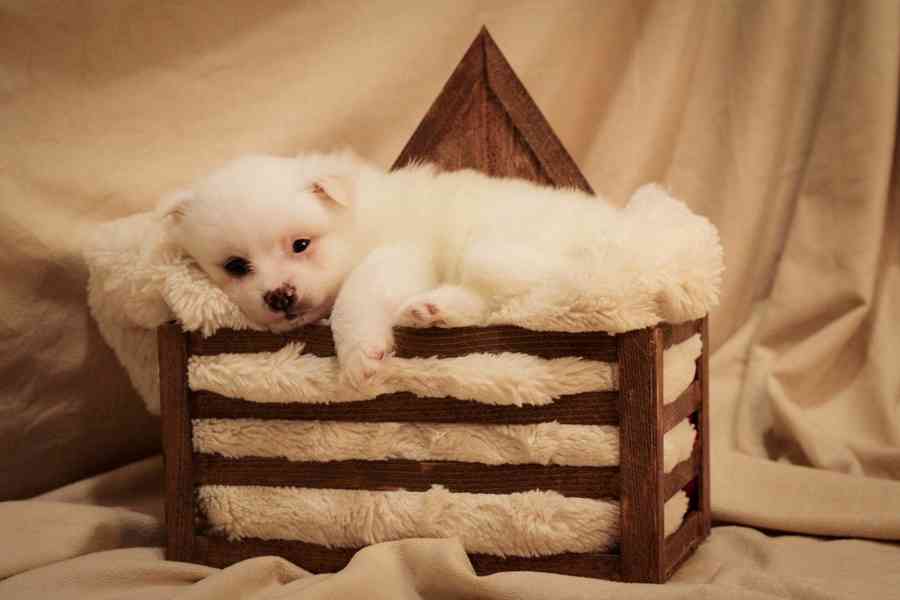 Německý špic malý s PP FCI - foto 3