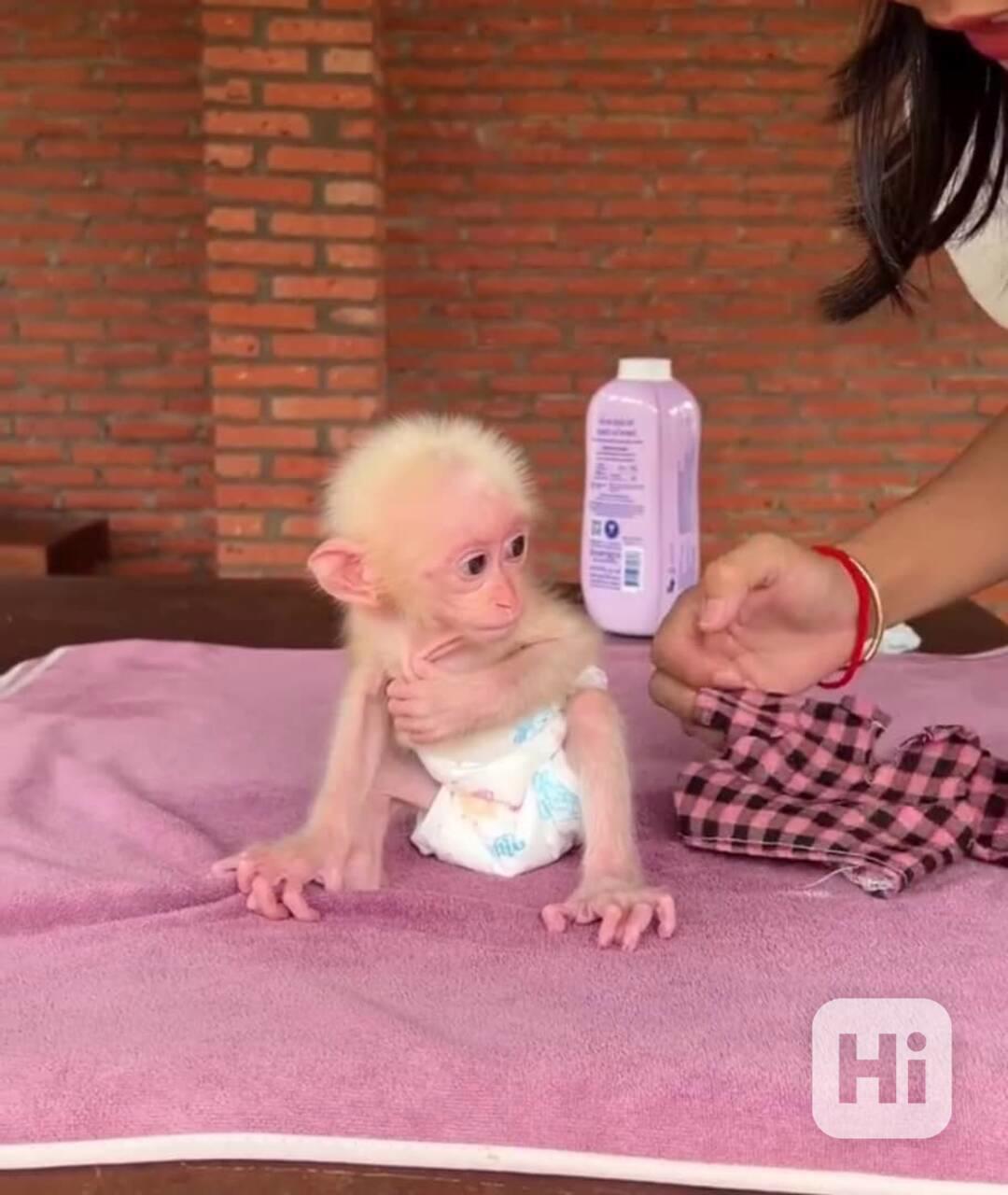 Rozkošná kapucínská opička připravená na trvalý domov 🐒💛 - foto 1