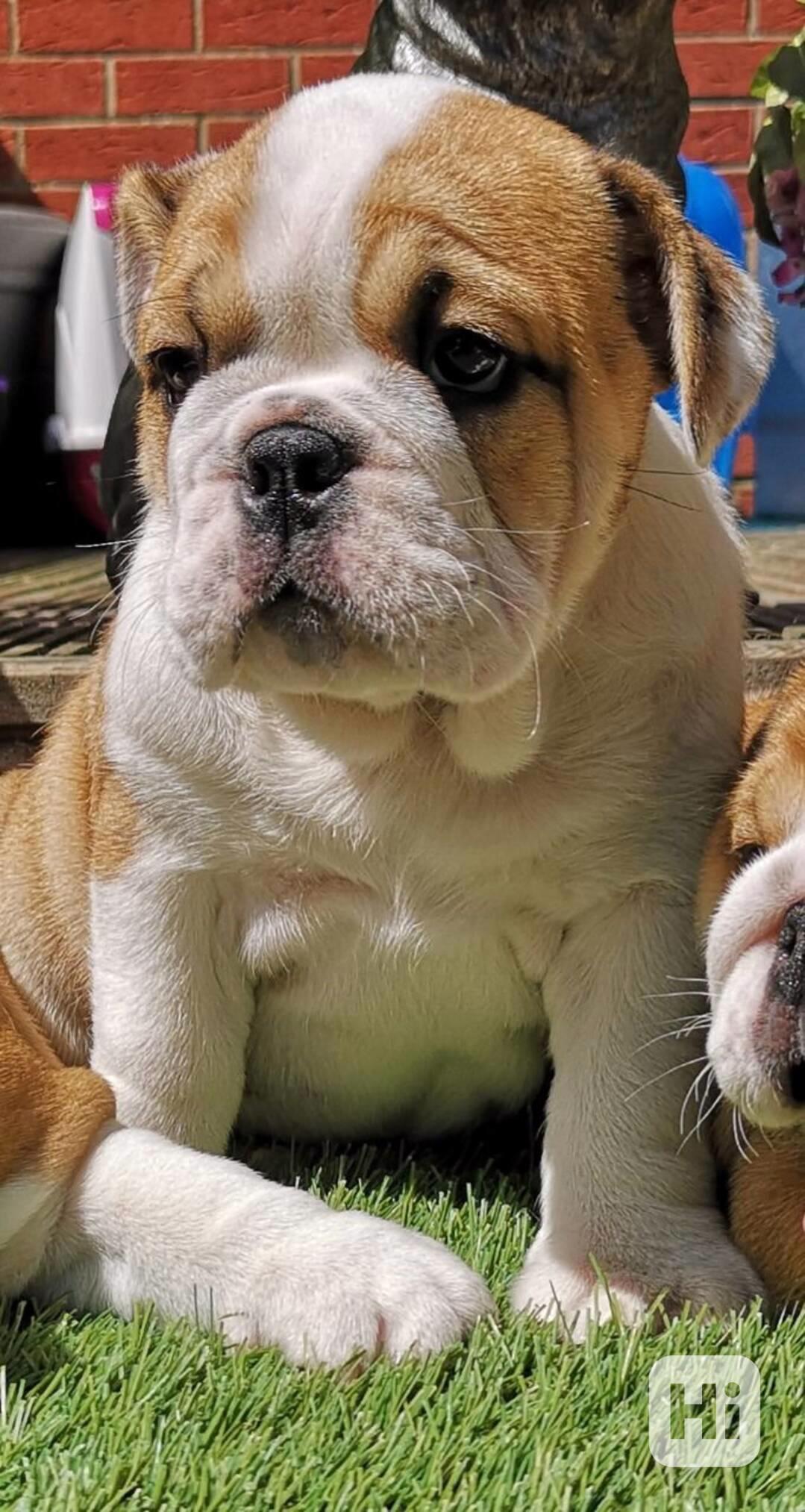 Štěňata anglického buldoka - foto 1