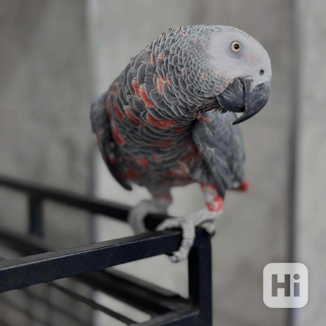 Red Factor African Grey Parrots for sale - foto 1