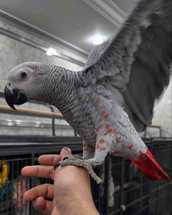 Red Factor African Grey Parrots for sale - foto 2