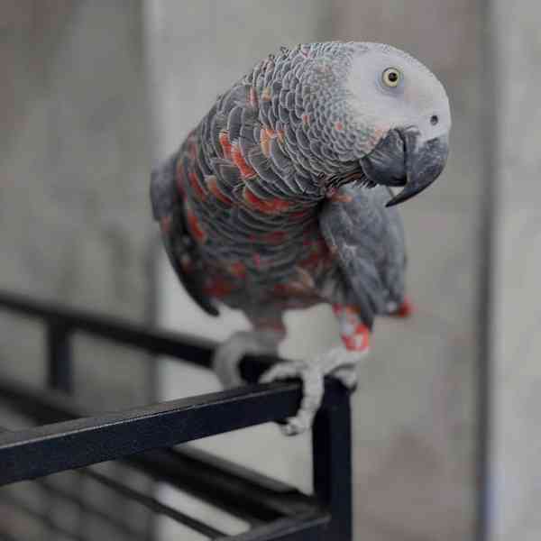 Red Factor African Grey Parrots for sale