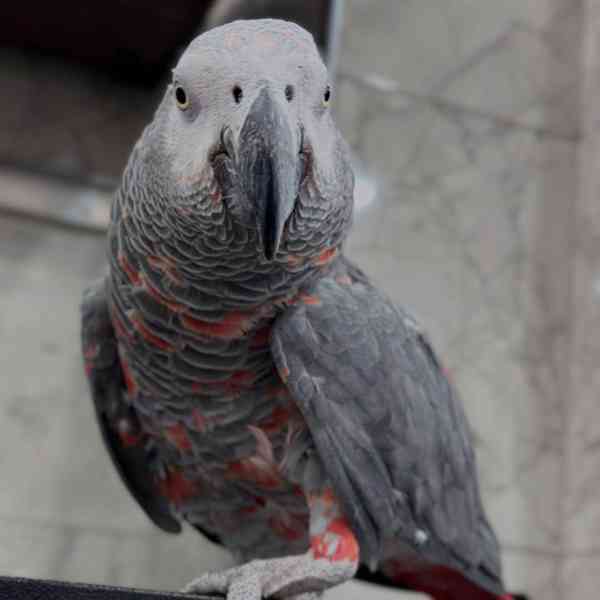 Red Factor African Grey Parrots for sale - foto 3