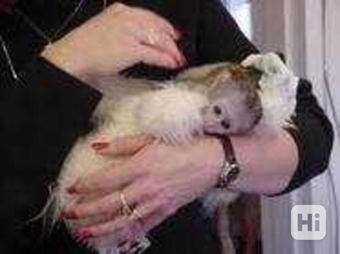 Socializované kapucínské opice k adopci - foto 1