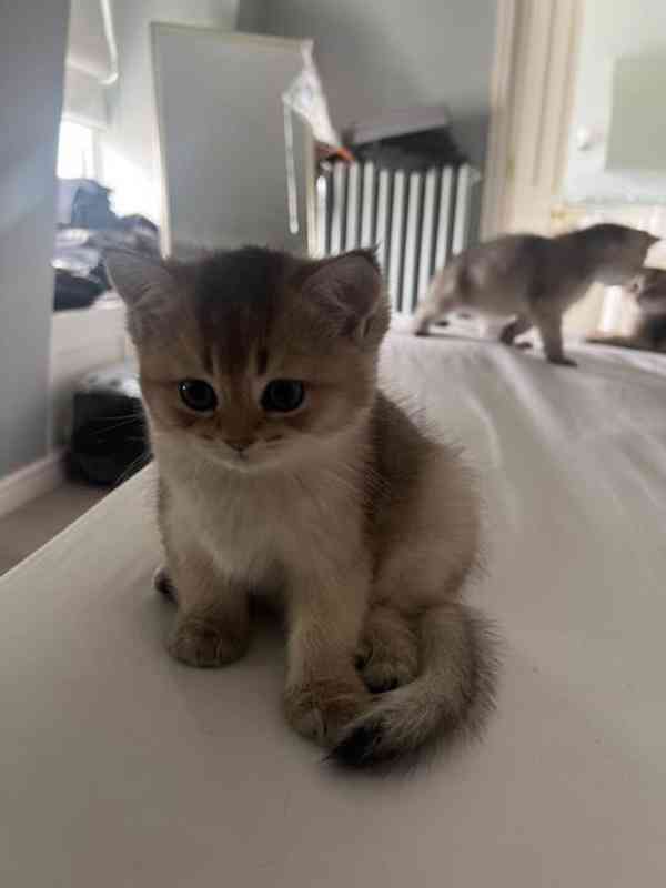 Zdarma Scottish Fold kotě k adopci zdarma nyní  - foto 1