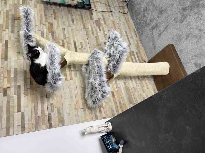 Kočičí stromy  - foto 3