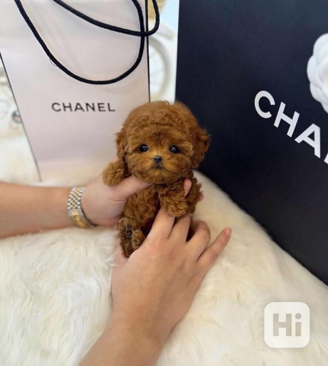 Štěňata pudla k dispozici - foto 1