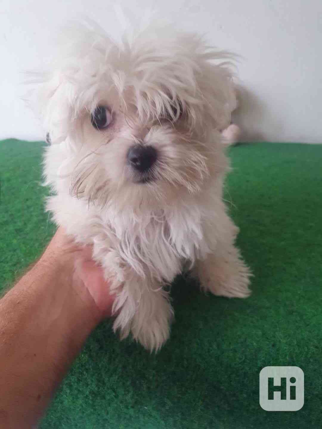 Mini maltezák - foto 1
