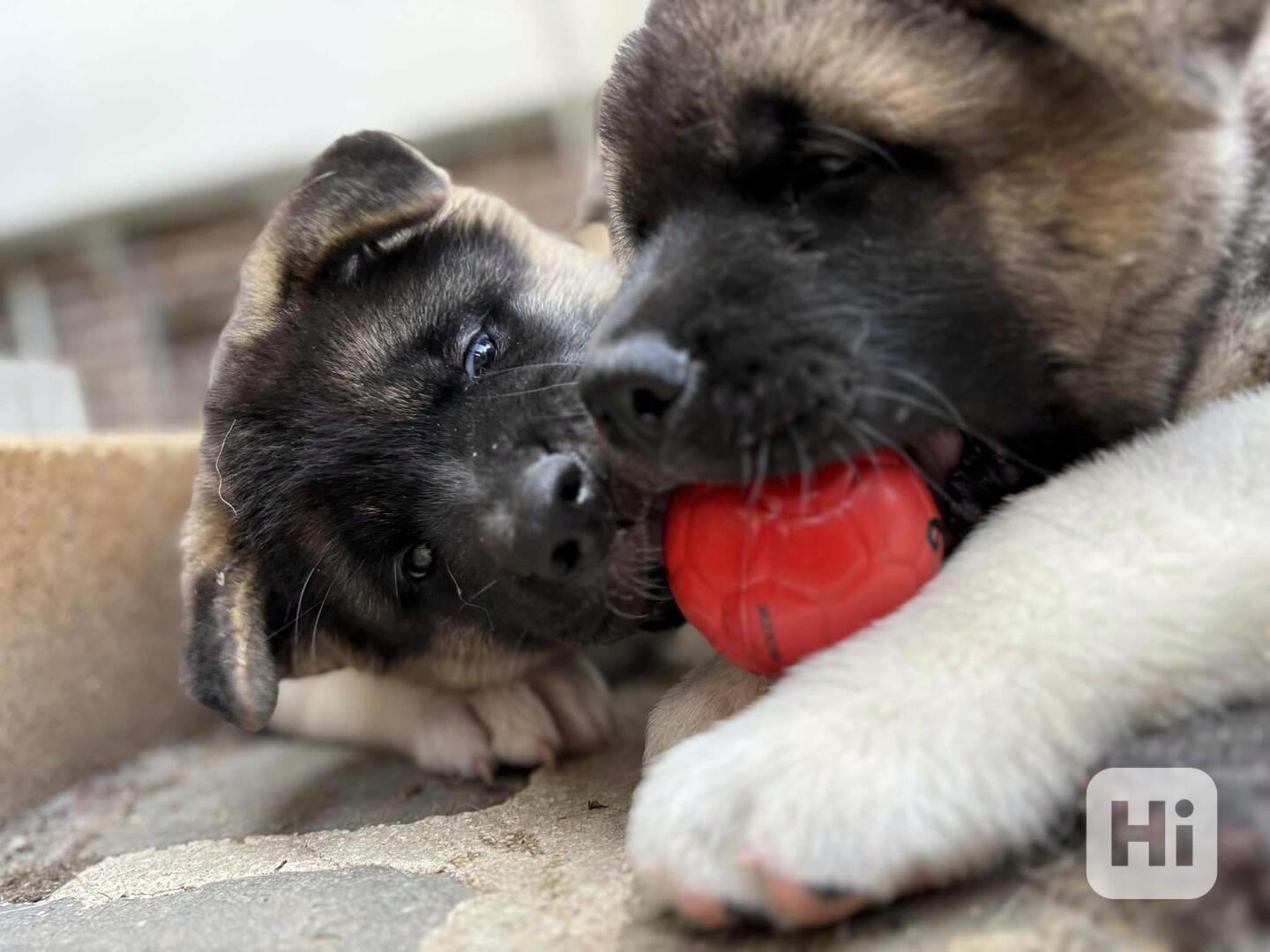 Americká Akita - šťěňátka - foto 1