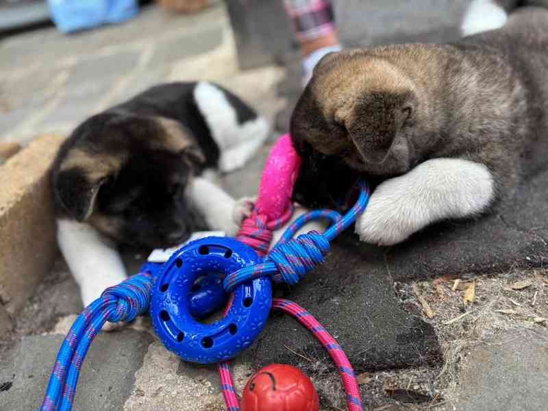 Americká Akita - šťěňátka - foto 4