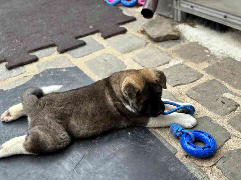 Americká Akita - šťěňátka - foto 2