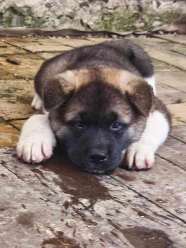 Americká Akita - šťěňátka - foto 7