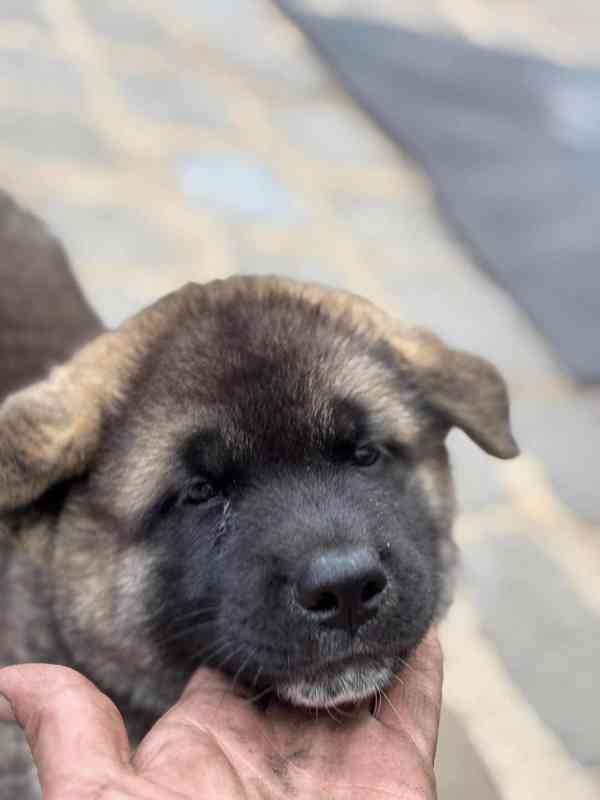 Americká Akita - šťěňátka - foto 11
