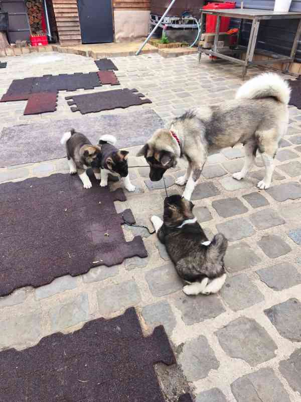 Americká Akita - šťěňátka - foto 9
