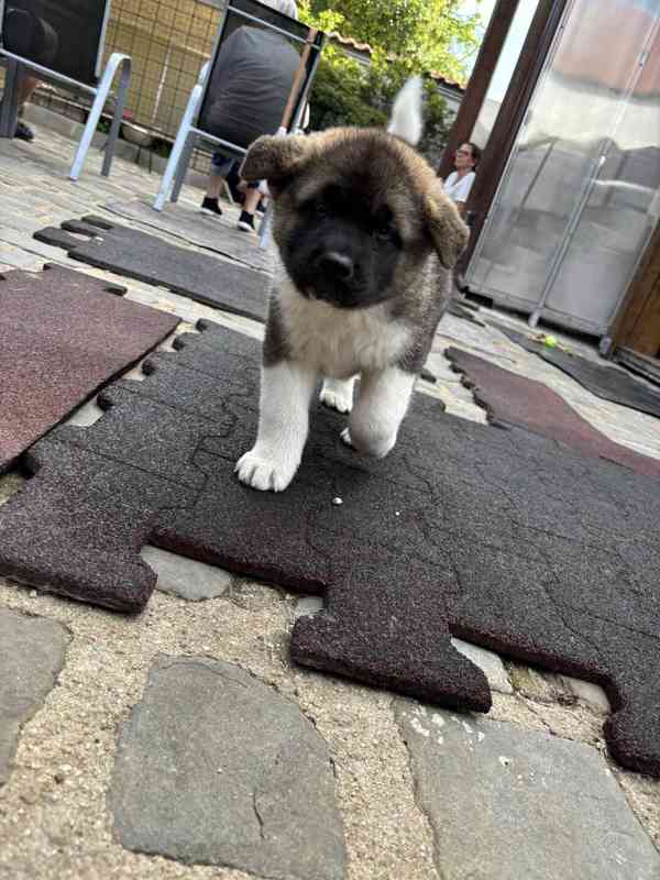 Americká Akita - šťěňátka - foto 6