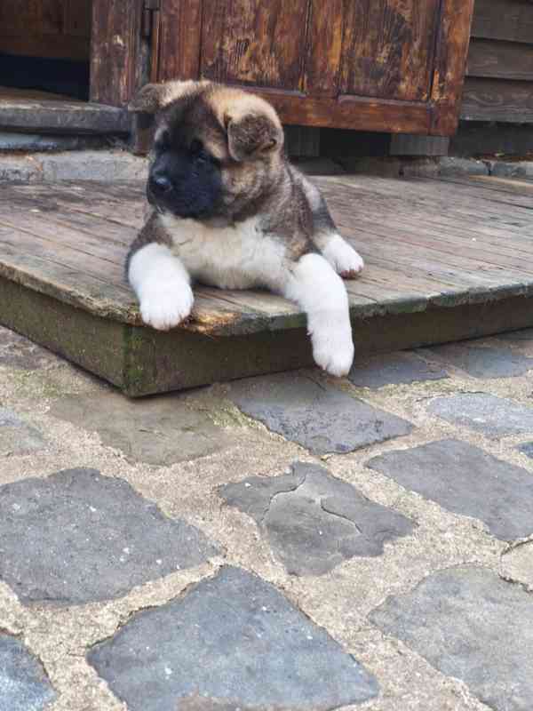Americká Akita - šťěňátka - foto 10