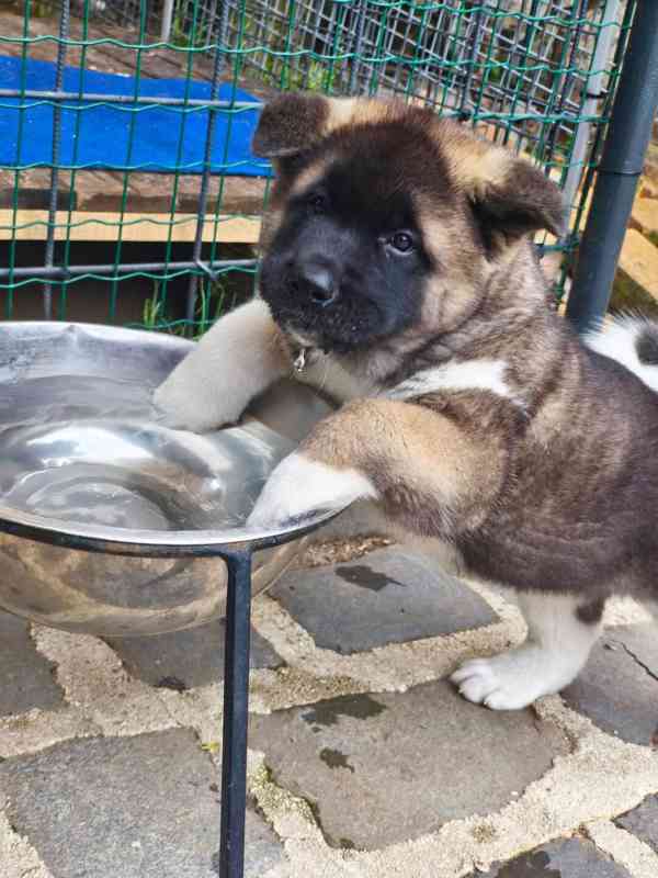 Americká Akita - šťěňátka - foto 8