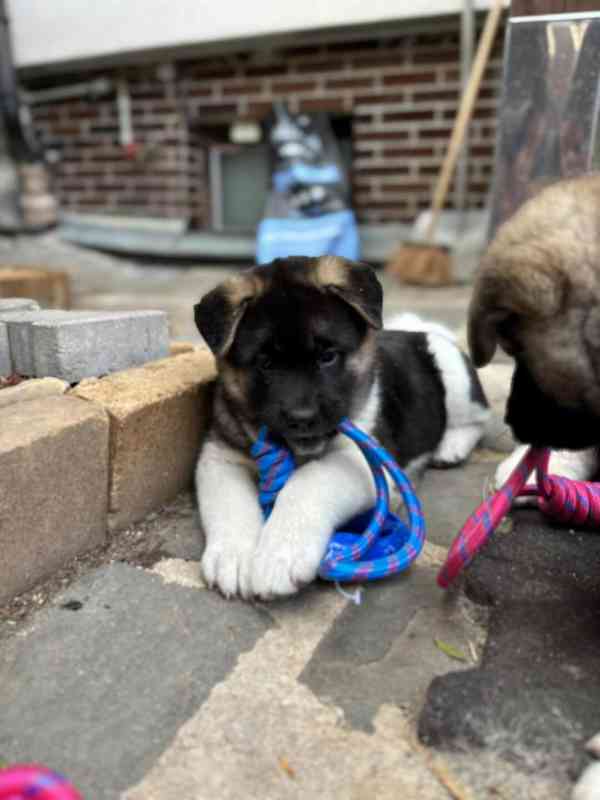 Americká Akita - šťěňátka - foto 12