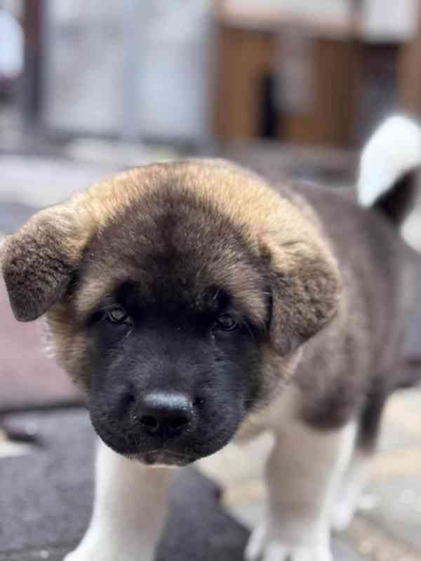 Americká Akita - šťěňátka - foto 5