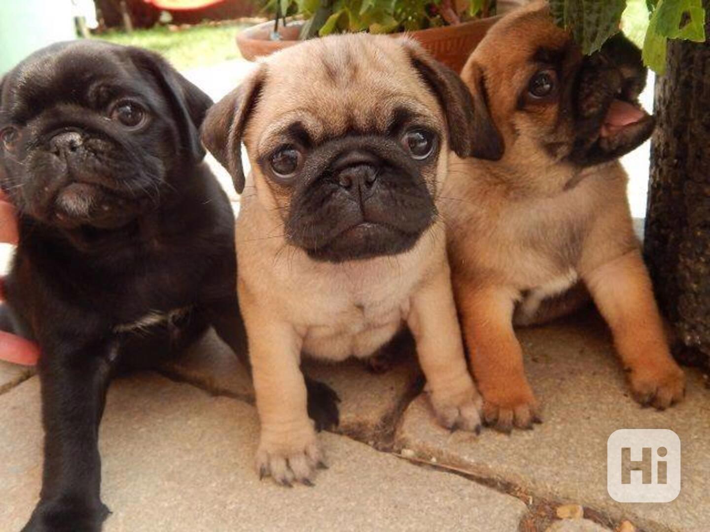 Štěňata Mops jsou k adopci - foto 1