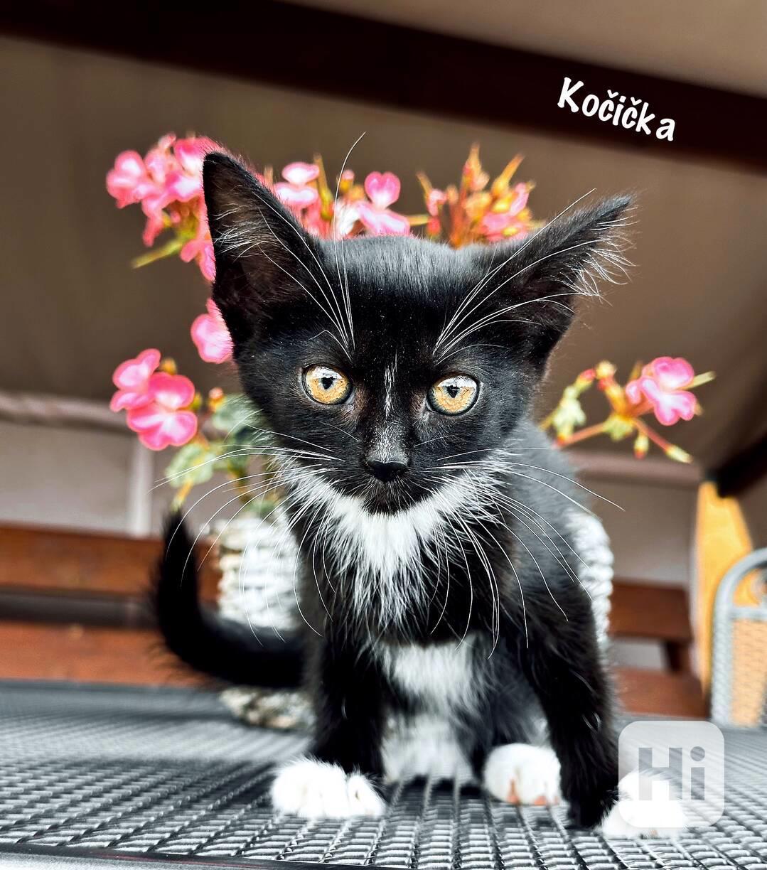 IHNED K ODBĚRU Britská kočka bez PP - foto 1
