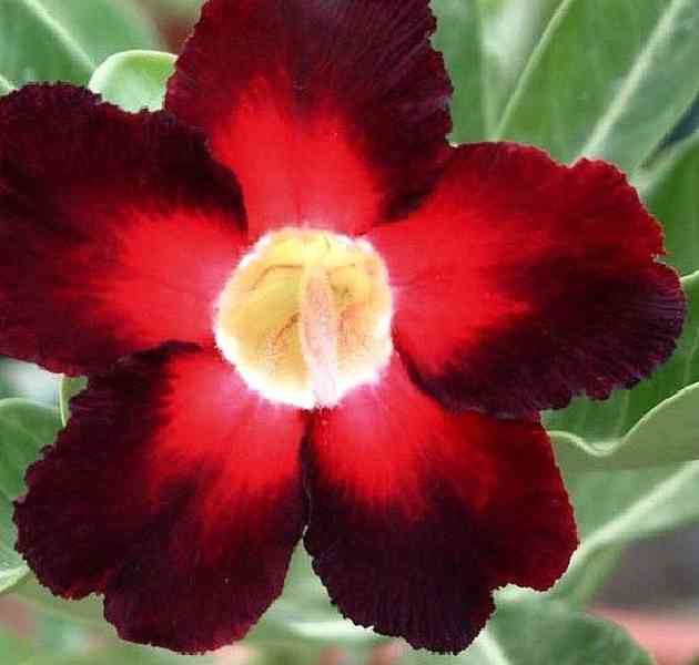 Adenium obesum 'apollo' - semena