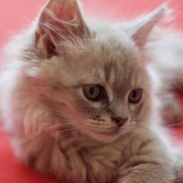 Seznamte se s naším rozkošným kotětem Maine Coon! - foto 4