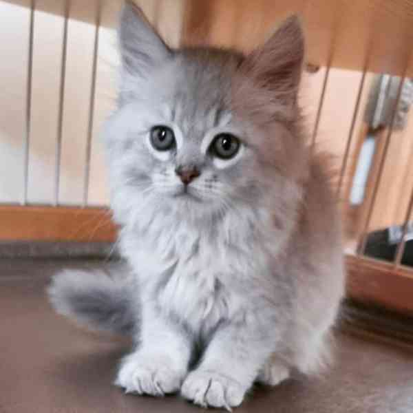 Seznamte se s naším rozkošným kotětem Maine Coon! - foto 1