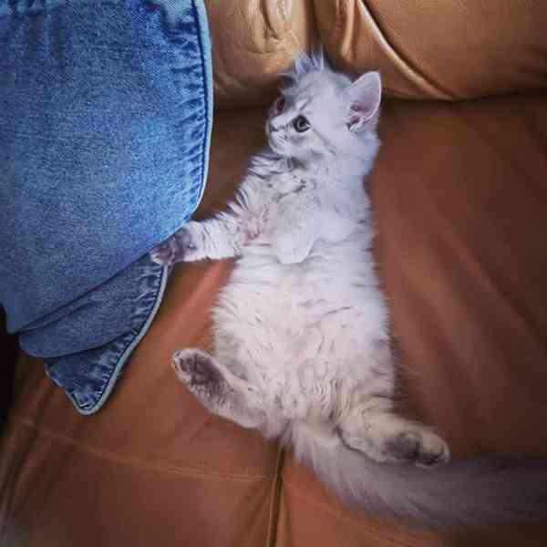 Seznamte se s naším rozkošným kotětem Maine Coon! - foto 2