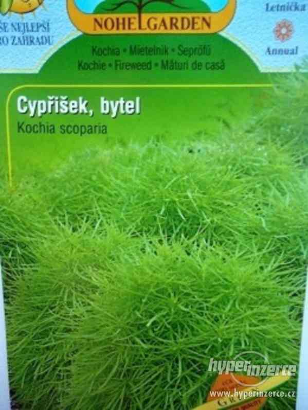 Cypřišek- Green /Semena: www.rostliny-prozdravi.cz - foto 1