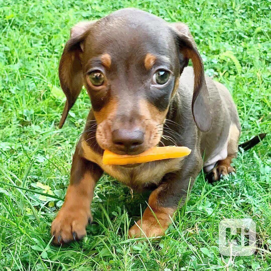 Dashund Puppies looking for a forever home  - foto 1