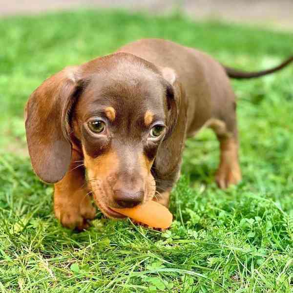 Dashund Puppies looking for a forever home  - foto 2