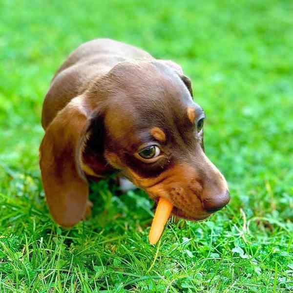 Dashund Puppies looking for a forever home  - foto 3