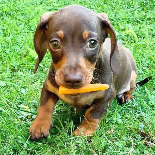 Dashund Puppies looking for a forever home  - foto 4