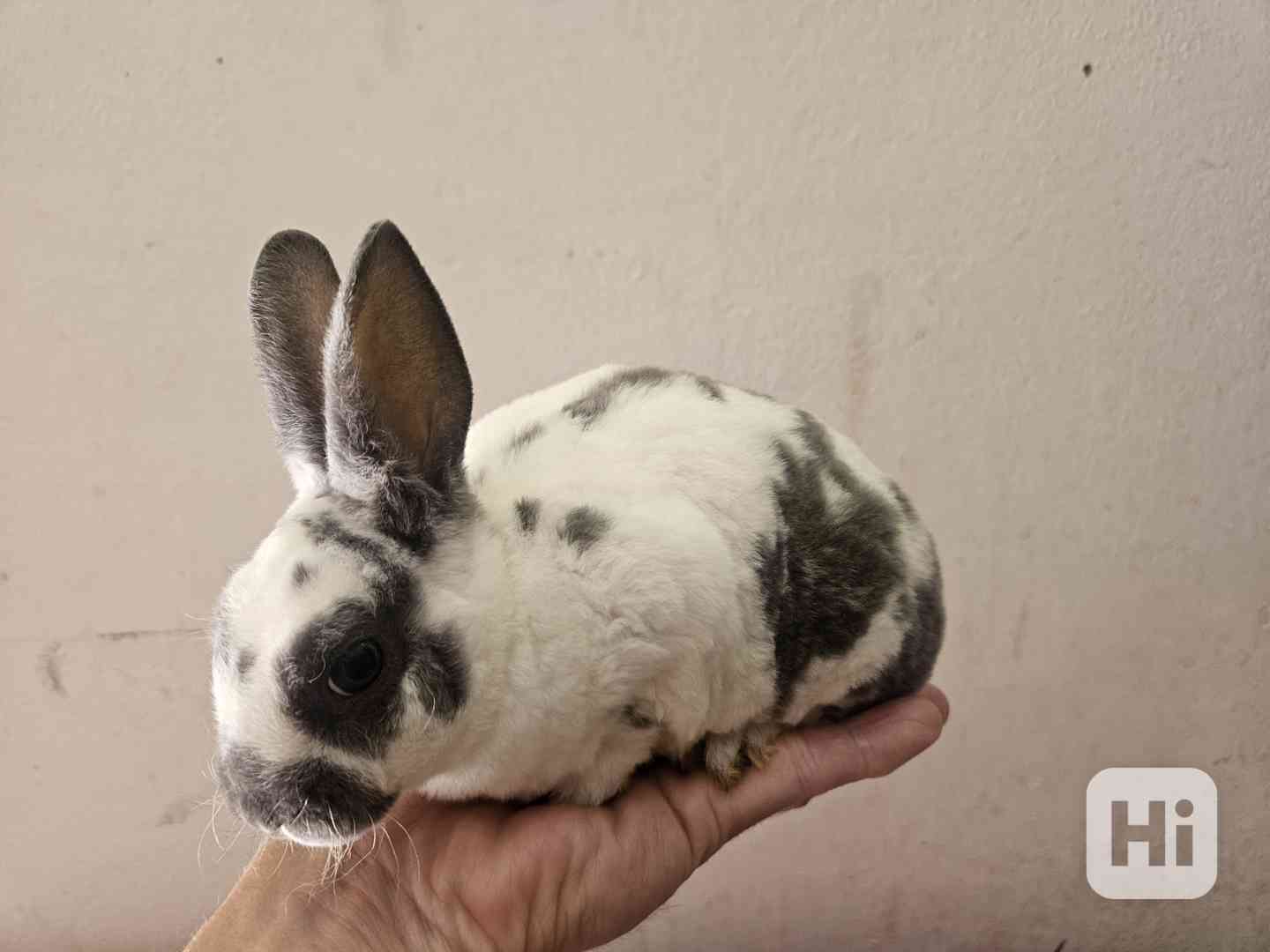 Zakrslý králíček  - foto 1
