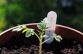 Sazenice rajčat - foto 1