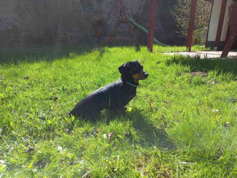 Jezevčík  - foto 3