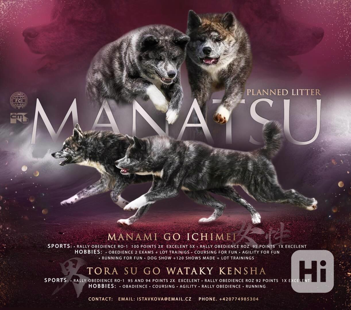 Pracovní Akita Inu plánované krytí  - foto 1