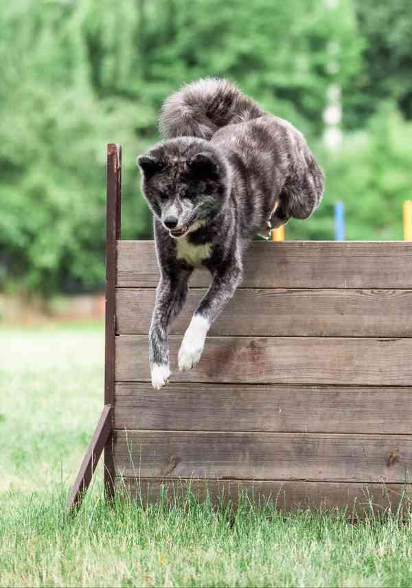 Pracovní Akita Inu plánované krytí  - foto 2