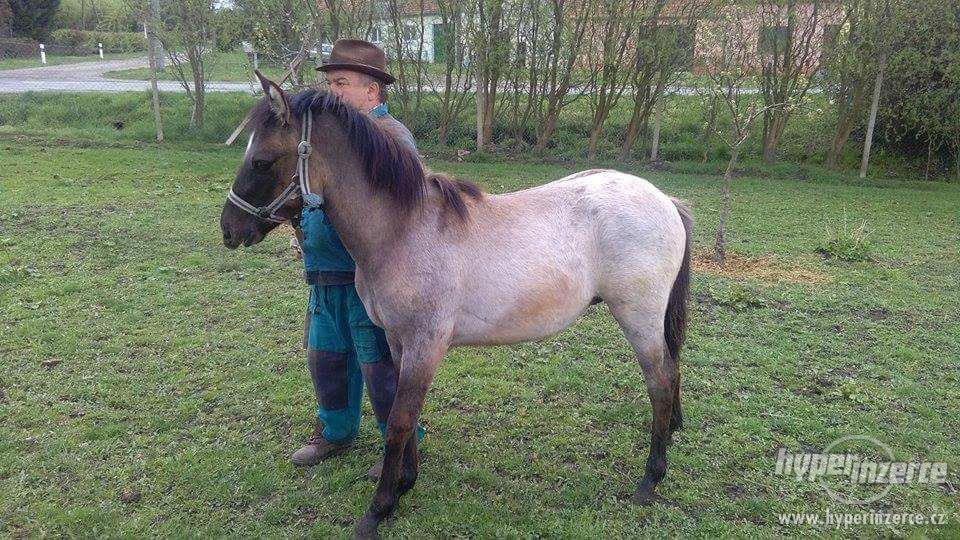 Prodám hříbě - foto 1