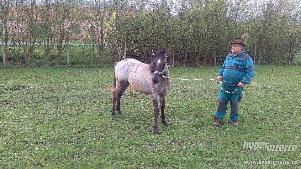Prodám hříbě - foto 2