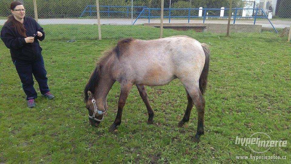 Prodám hříbě - foto 3