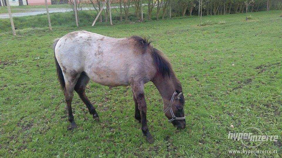 Prodám hříbě - foto 4