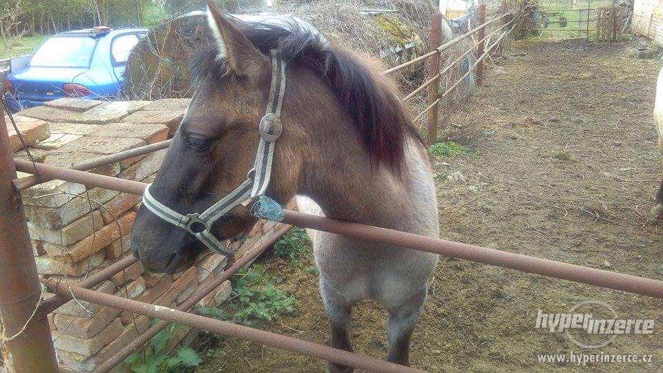 Prodám hříbě - foto 5