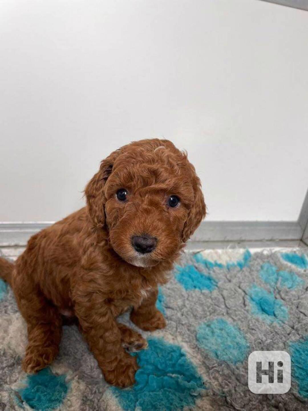Kvalitní štěňata toy pudla k adopci zdarma!!! - foto 1