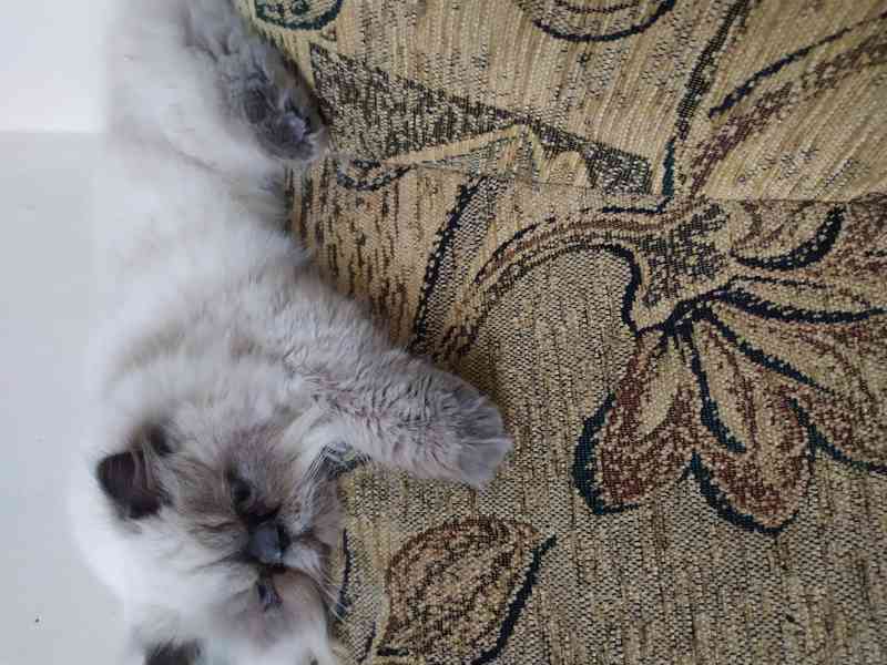 Scháním perského kocoura ke krytí naší kočički. - foto 3