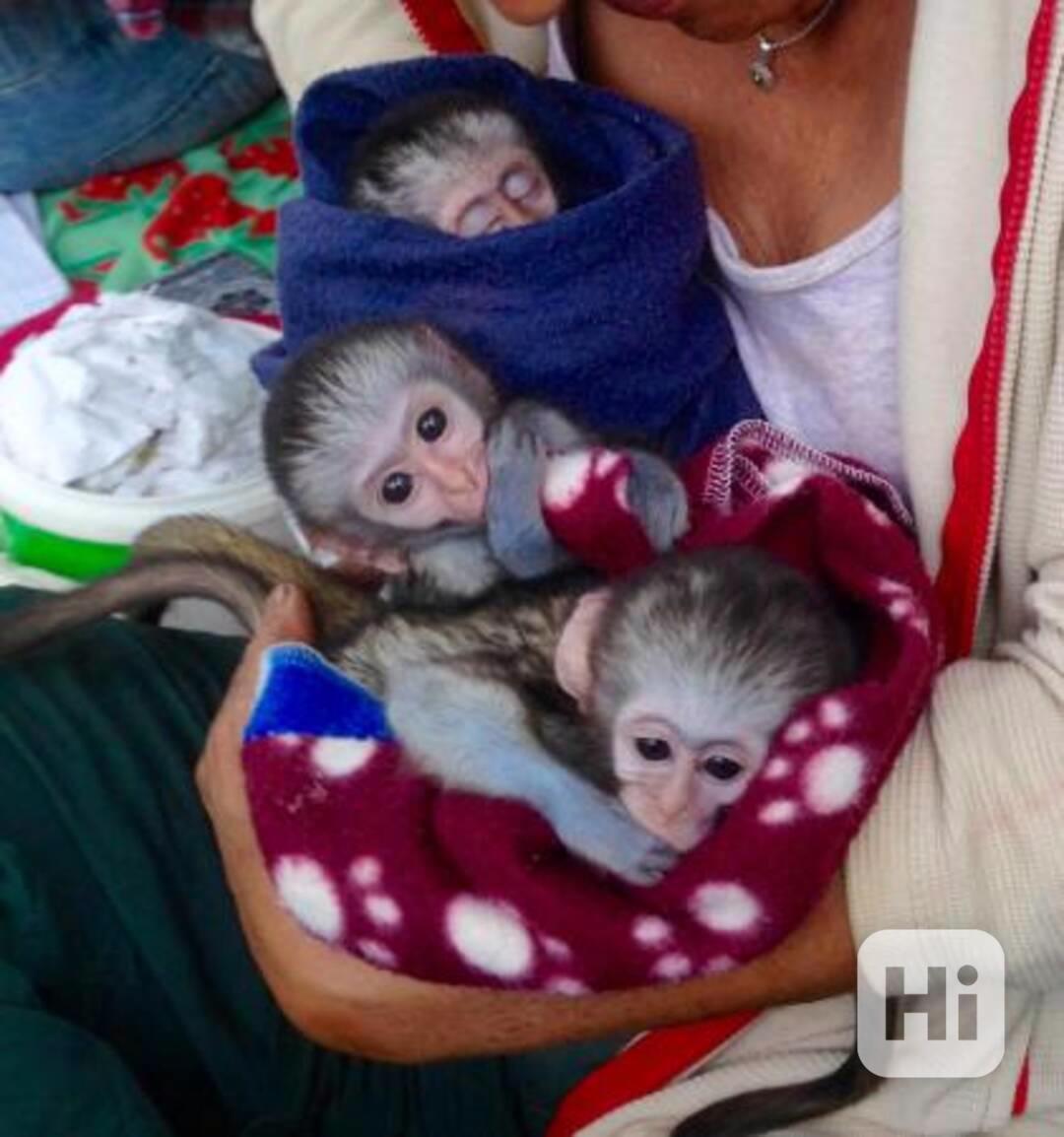 Krásná kapucínská opice a makak - foto 1